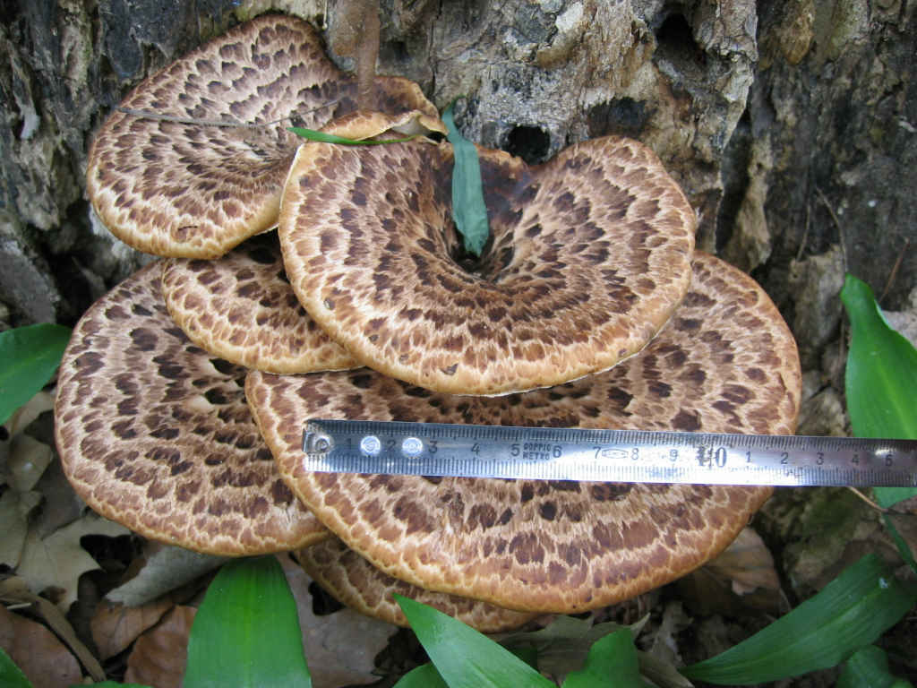 I Funghi primaverili: Polyporus squamosus